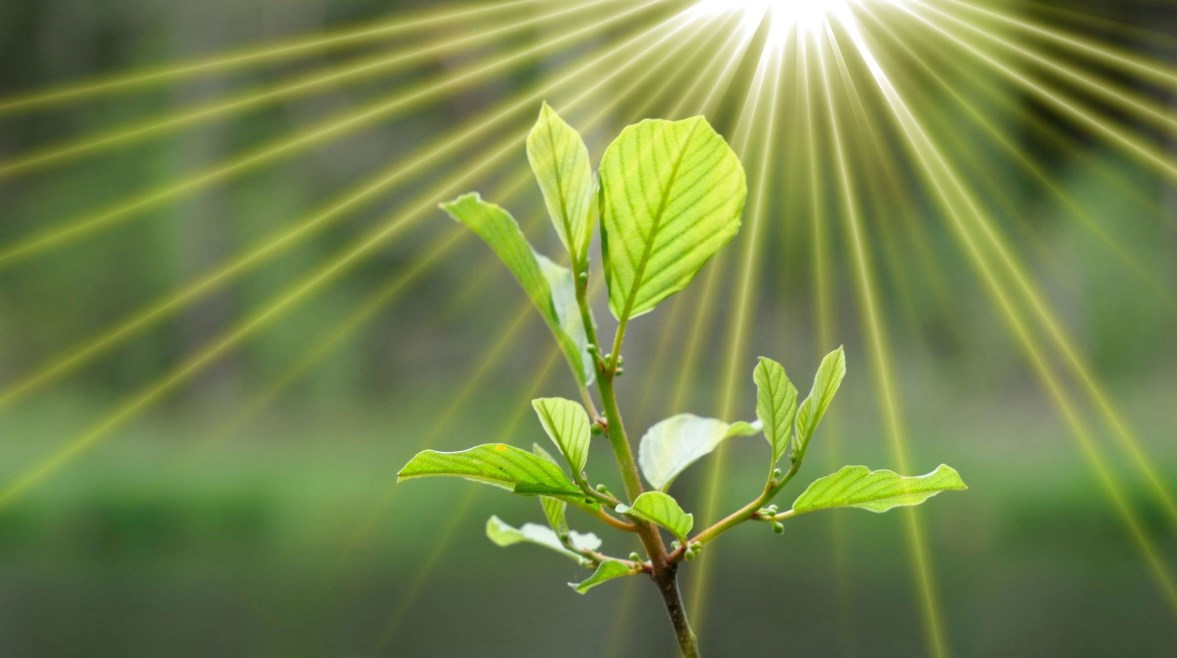 شرح معادلة التمثيل الضوئي للطلاب في المدارس