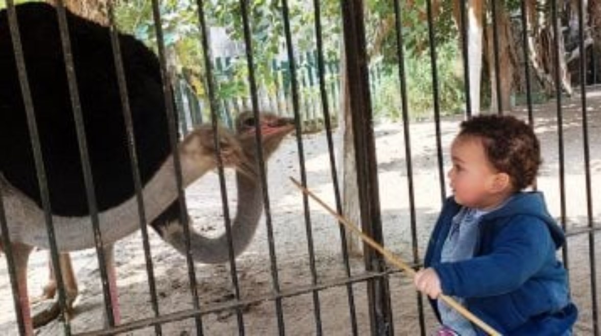 هل حديقة الحيوان مفتوحة الآن الجيزة 2025