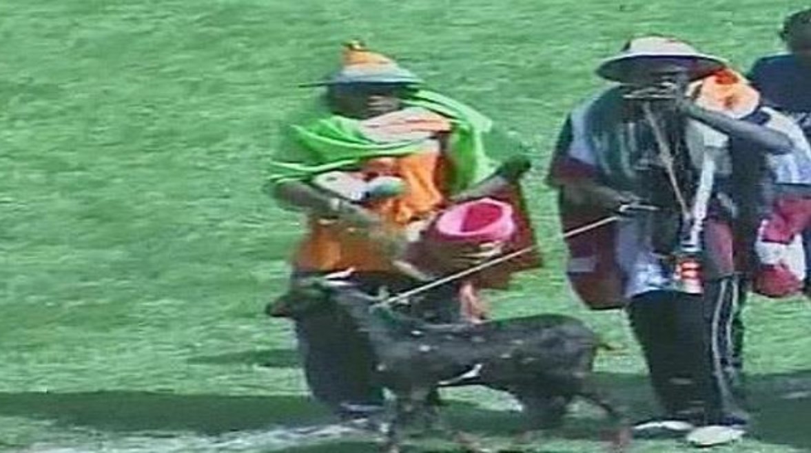 ماعز في ملعب مباراة مصر والنيجر