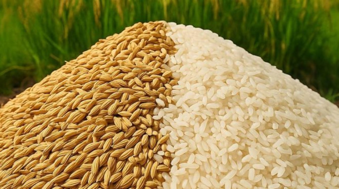 سعر طن الأرز الشعير اليوم الثلاثاء