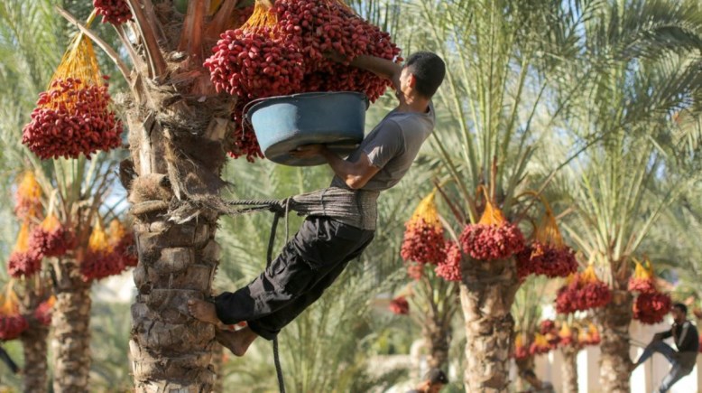 إنتاج التمور في مصر