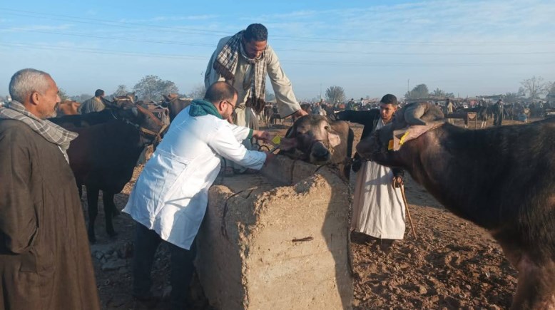 تحصين الماشية