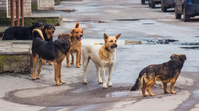 كلاب الشوارع