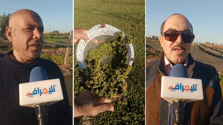 زراعة نبات الأزولا بالبحيرة