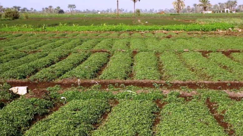 النباتات العطرية بالمنيا