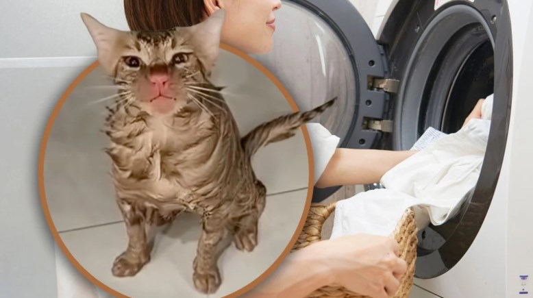 صينية تفقد قطتها في الغسالة