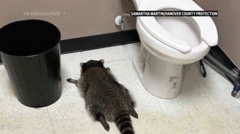 الراكون وهو في حالة سُكر