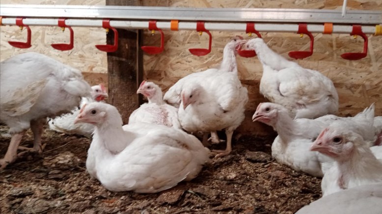 سعر كيلو الفراخ فى الأسواق اليوم