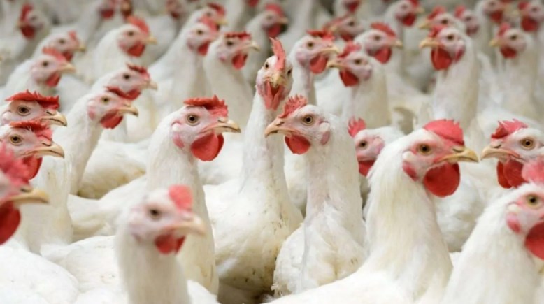 أسعار الفراخ البيضاء اليوم 