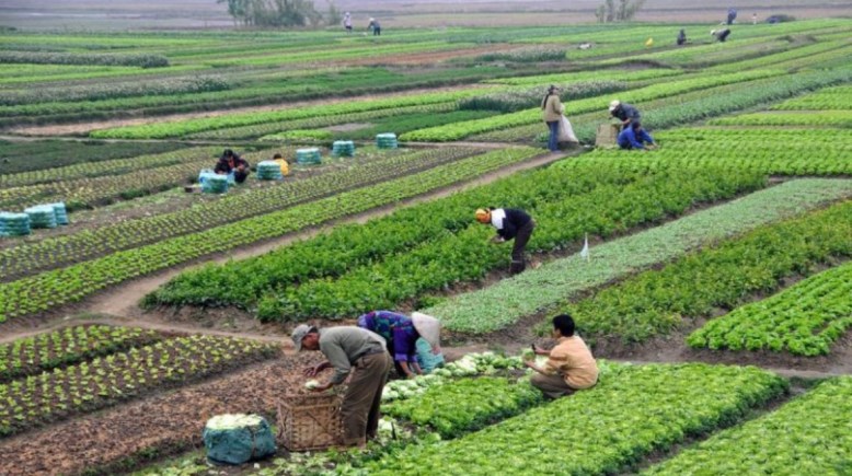 أراضي الأوقاف