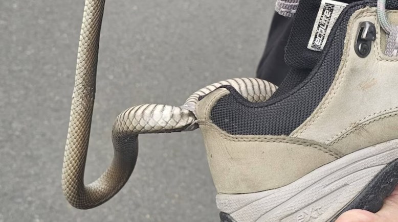 ثعبان عالق بحذاء امرأة