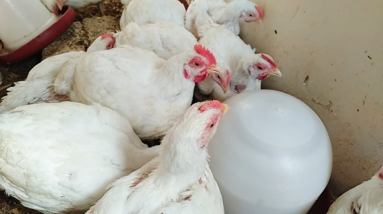 سعر كيلو الفراخ اليوم الأربعاء 3 ديسمبر 2025 في مصر