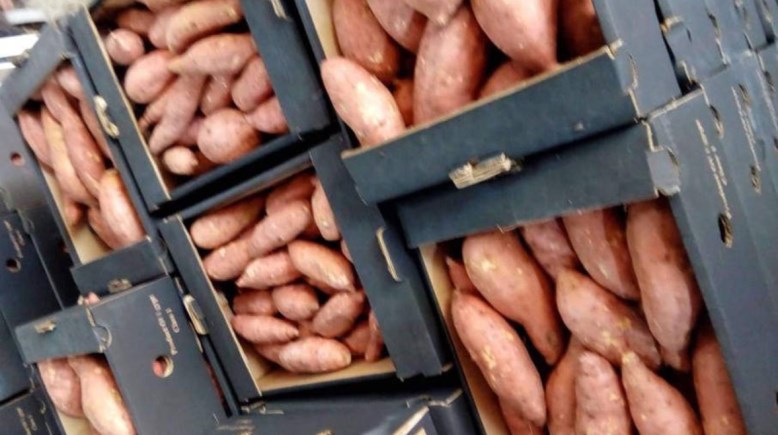 البطاطا الحلوة - أرشيفية