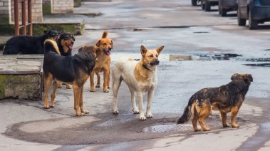 كلاب الشوارع