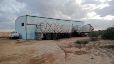 توزيع 100 طن تقاوي شعير بمطروح