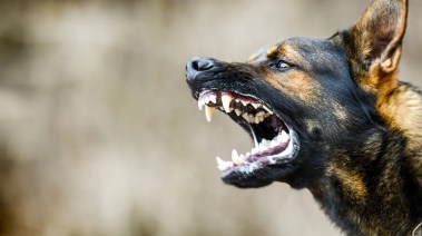 كلب ضال - أرشيفية 