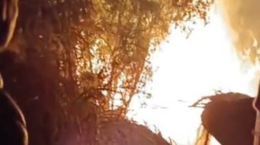 حريق الغاية الشجرية 