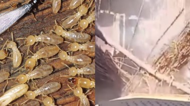 مشكلة النمل الأبيض في قرية الدير