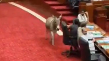 لحظة اقتحام الحمار للجلسة البرلمانية الباكستانية