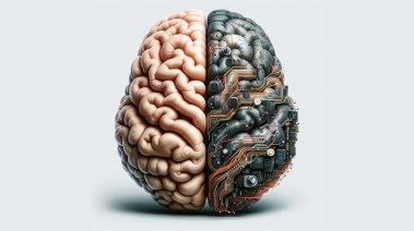 شريحة الدماغ