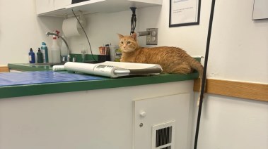 القطة داخل العيادة البيطرية