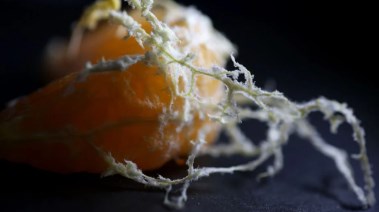 الخيوط البيضاء في اليوسفي