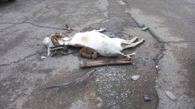 حيوان نافق