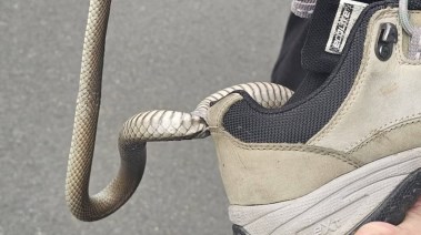 ثعبان عالق بحذاء امرأة