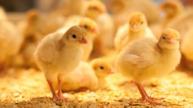  سعر الكتكوت الأبيض اليوم الأربعاء 3 ديسمبر 2025