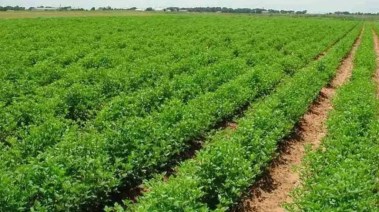 رفع إيجارات أراضي