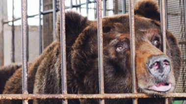 أحد الدببة في قفص- تعبيرية