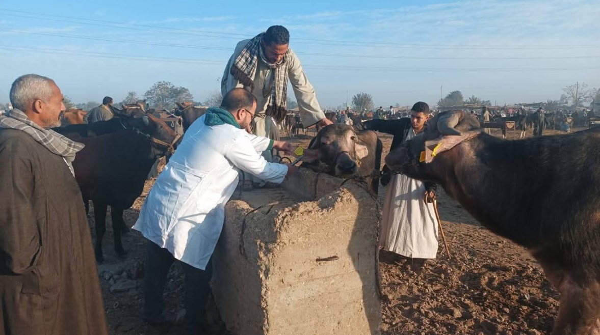 تحصين الماشية