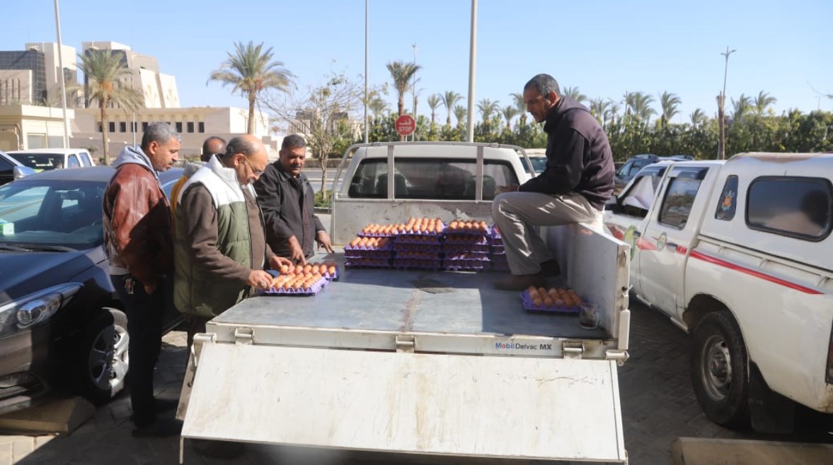 "الزراعة" تطرح دواجن وبيض مائدة 