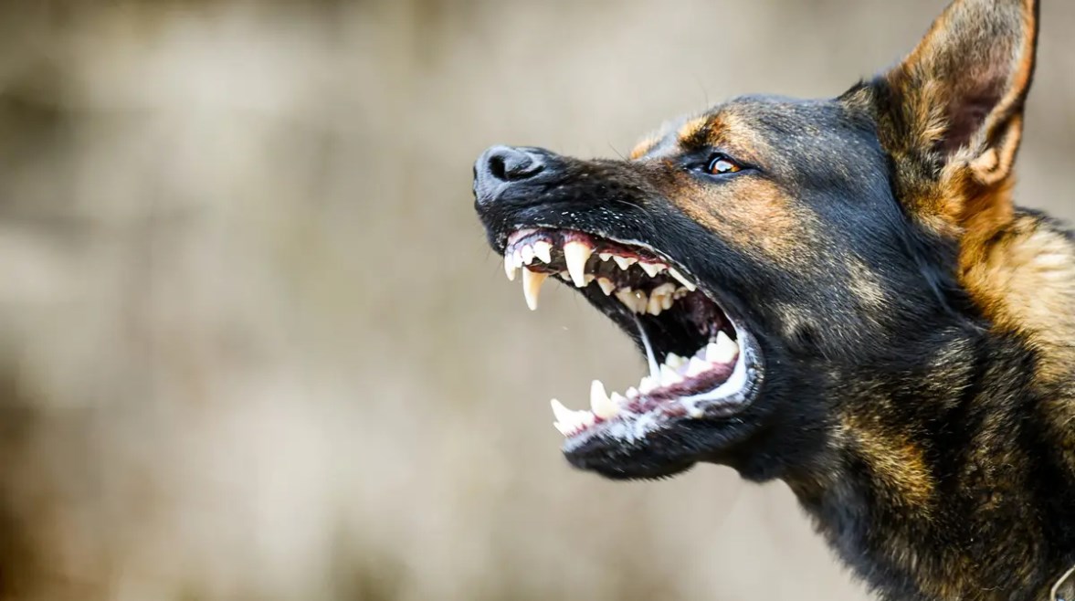 كلب ضال - أرشيفية 