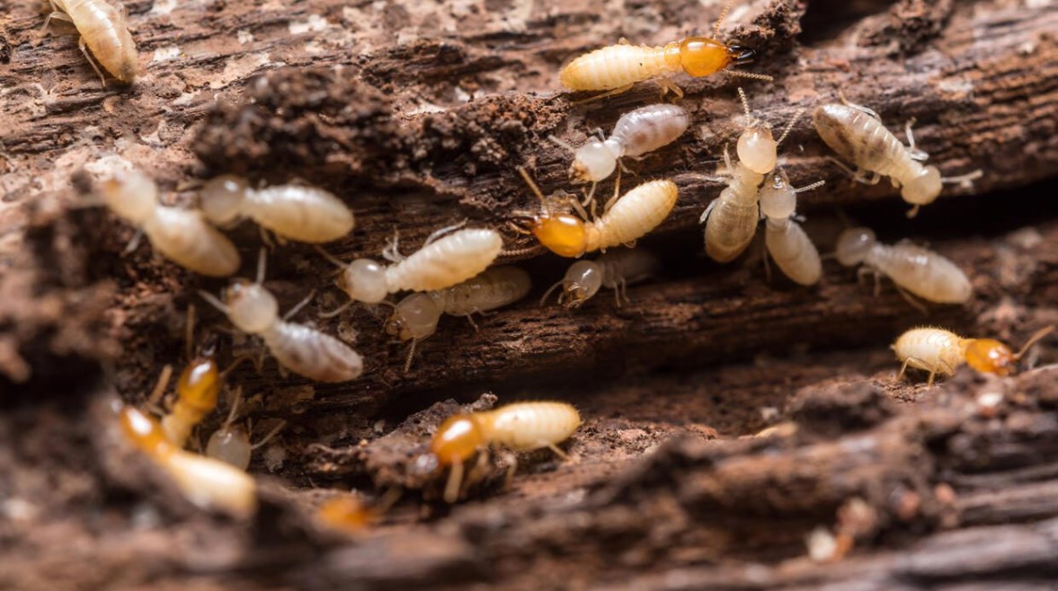 النمل الأبيض