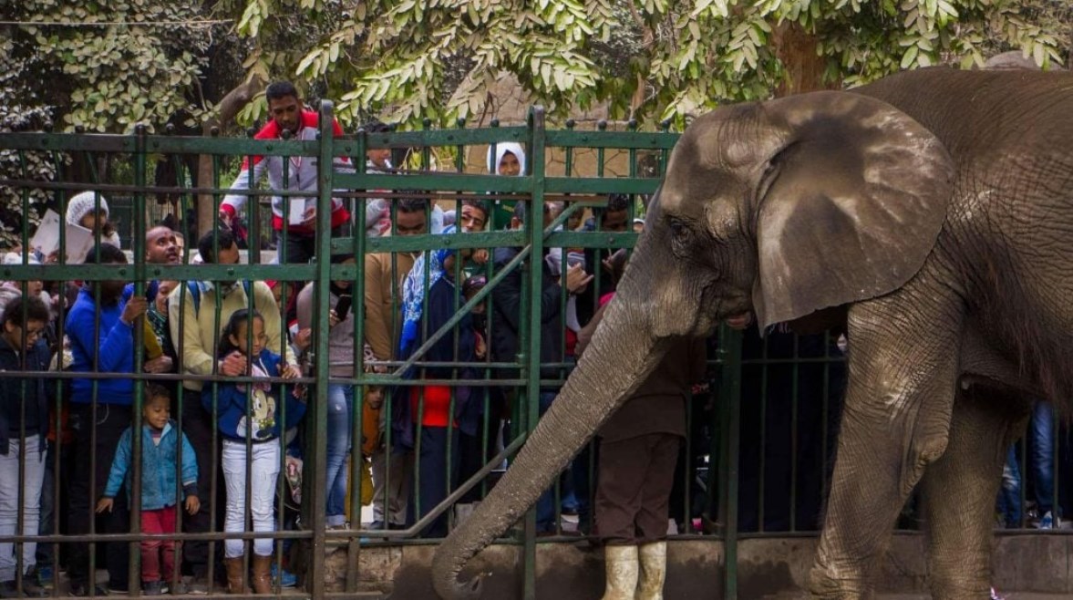 افتتاح حديقة الحيوان والأورمان