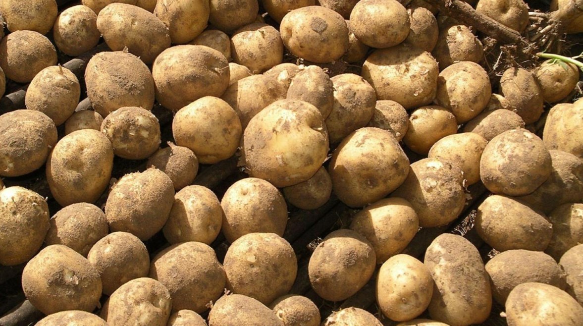 كميات من البطاطس