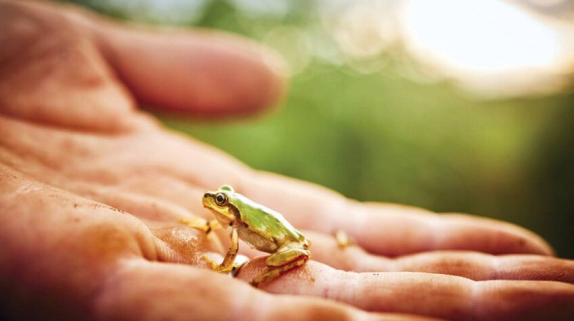 دراسة حديثة: بكتيريا في الضفادع قادرة على علاج السرطان