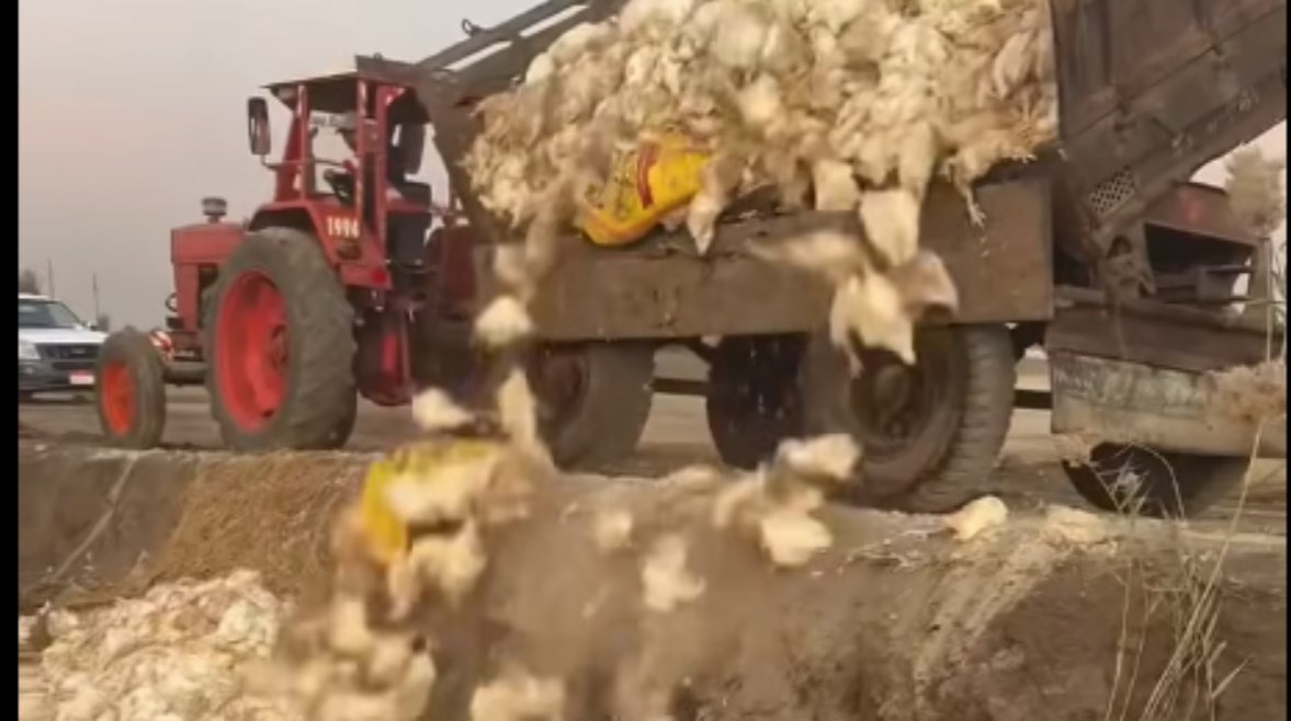 شاحنات الدجاج النافقة