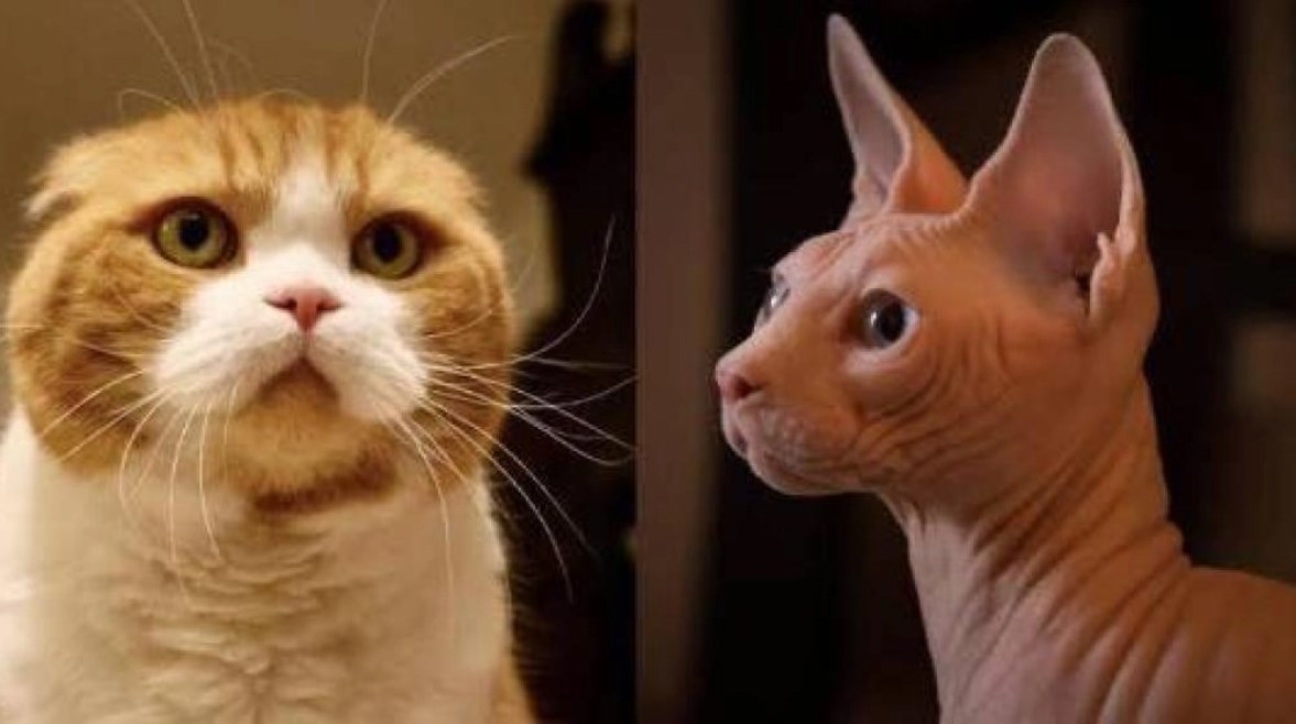 القطط الممنوعة في هولندا