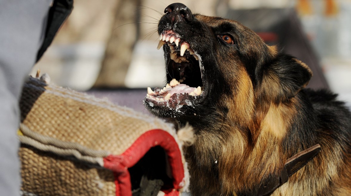 داء الكلب-تعبيرية