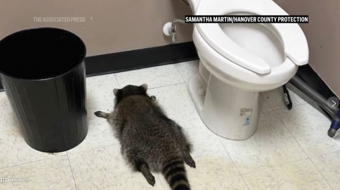 الراكون وهو في حالة سُكر