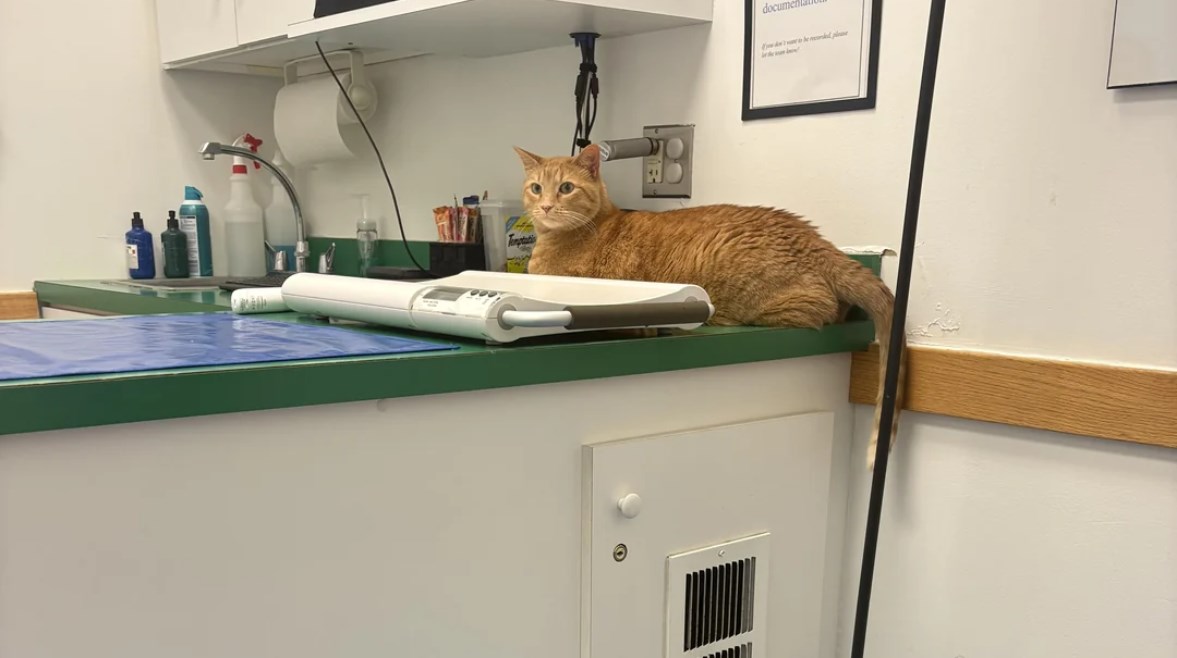 القطة داخل العيادة البيطرية