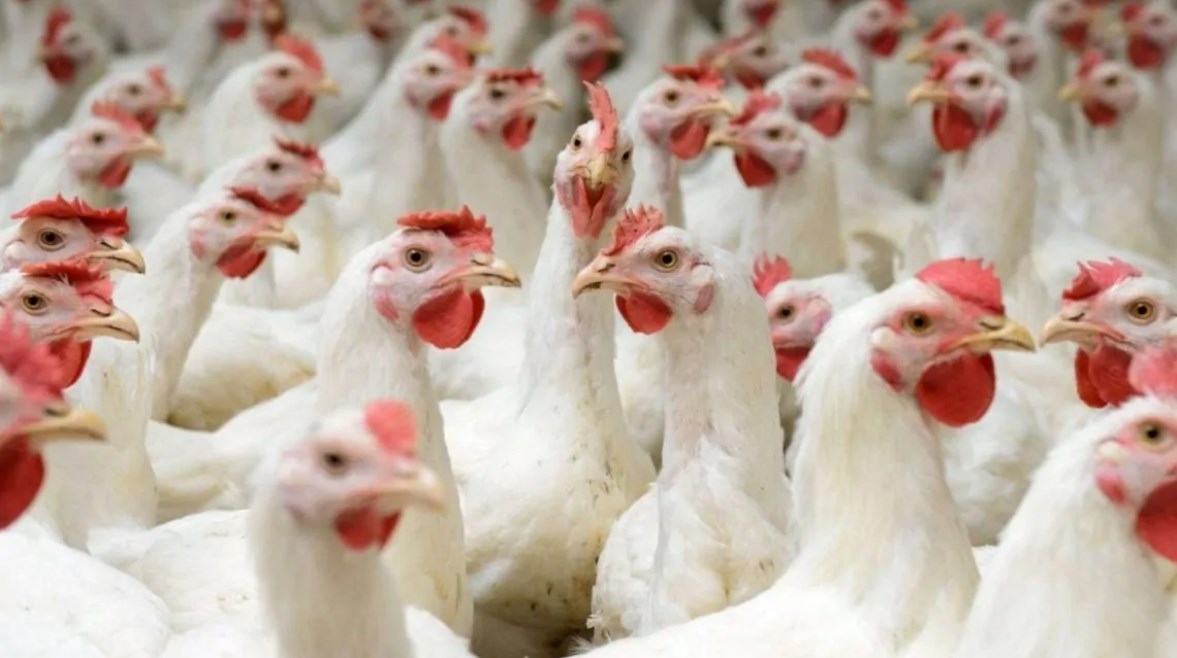 أسعار الفراخ البيضاء اليوم 