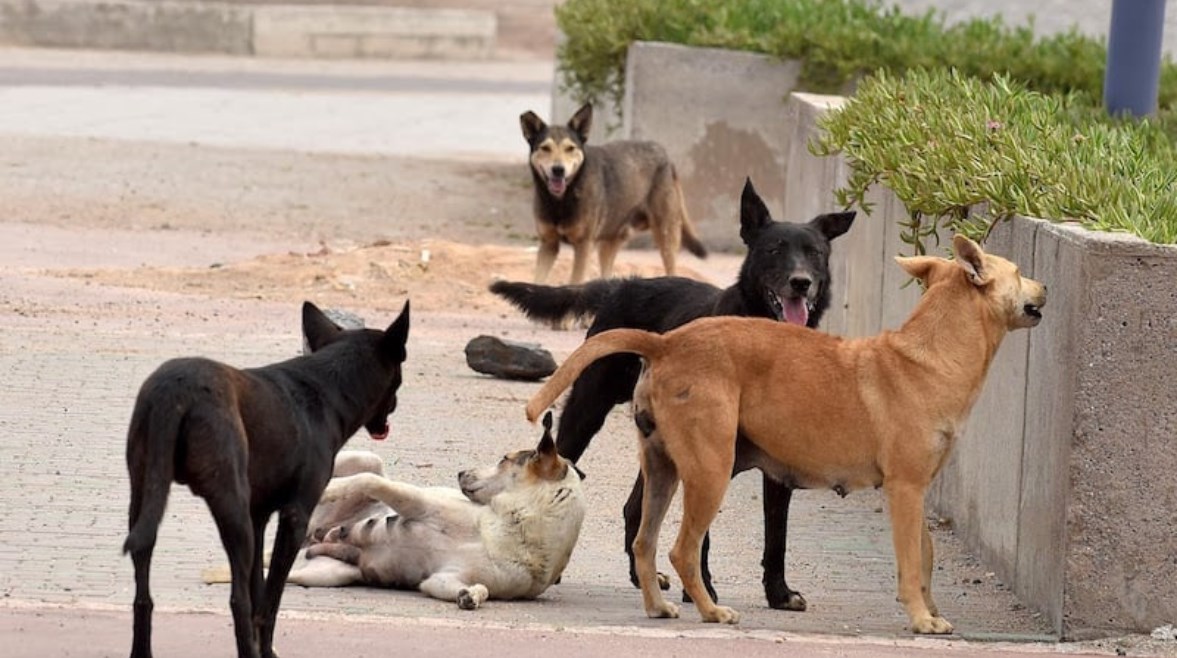 كلاب ضالة - أرشيفية 