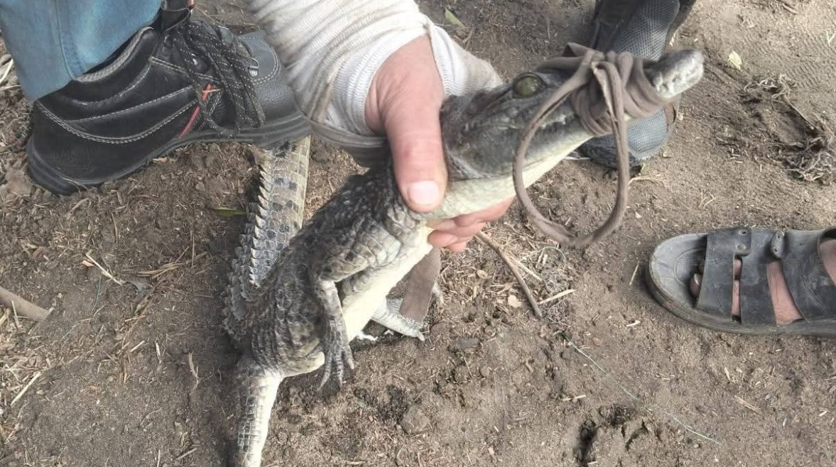 تمساح الزوامل