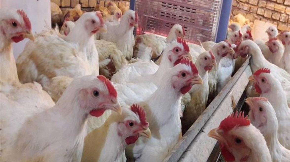 سعر كيلو الفراخ في الأسواق اليوم السبت 6 ديسمبر 2025