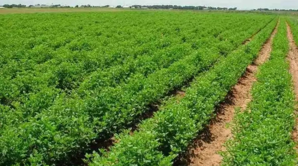 أراضي الأوقاف