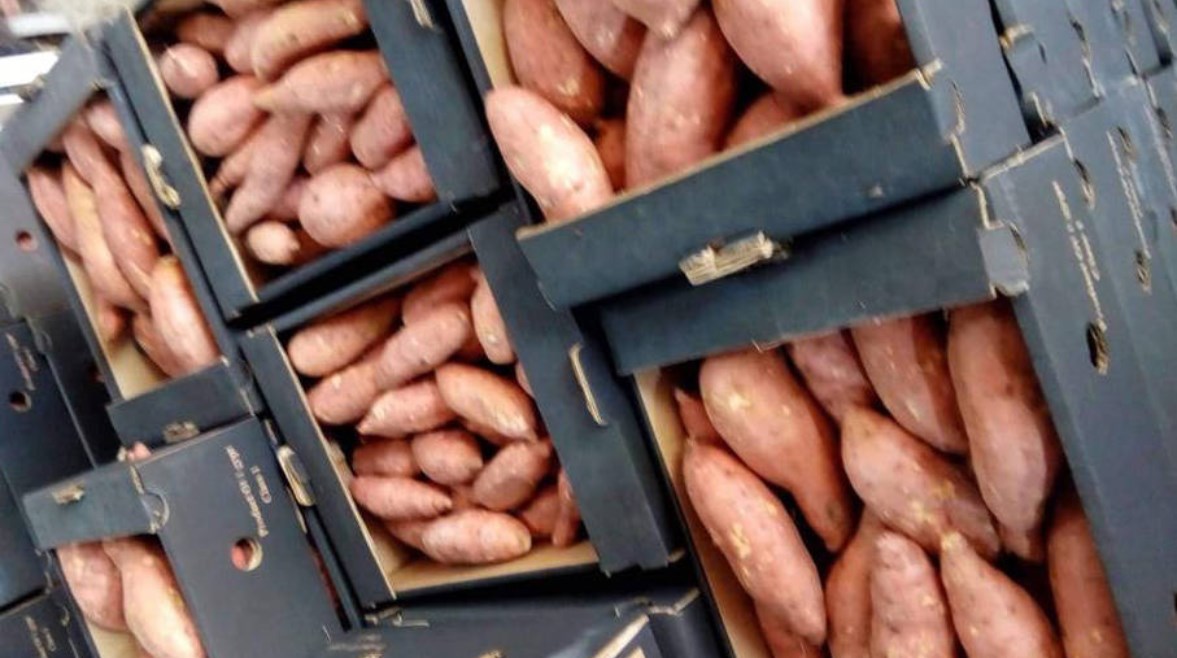 البطاطا الحلوة - أرشيفية