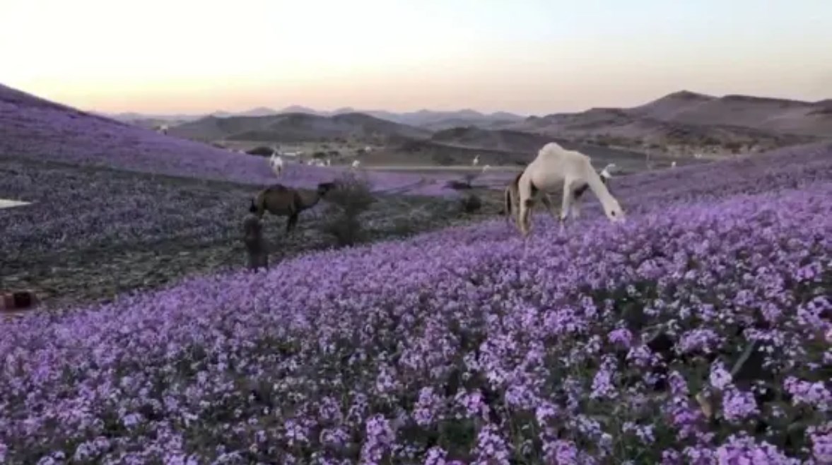 كم باقي على الشتاء في السعودية؟